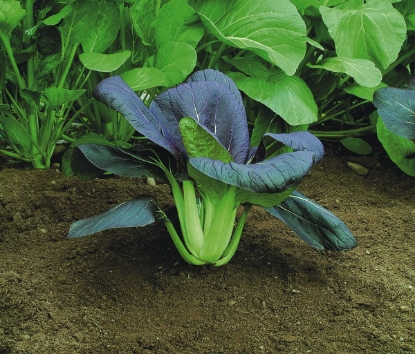 Picture of Pak Choi - Red Choi F1